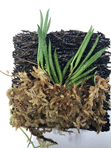 Miniature Tree Fern Mounted Orchid (Miniature Orchid: Dendrobium Cucumerinum) #TOP3