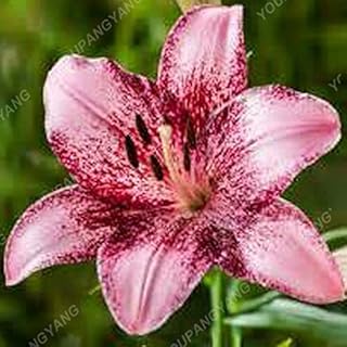 Violet: 100 PCs Giant Lily Seeds Cheap Perfume Lily Seed Mixing Different Varieties Flower Seeds in Bonsai for Home Garden Violet