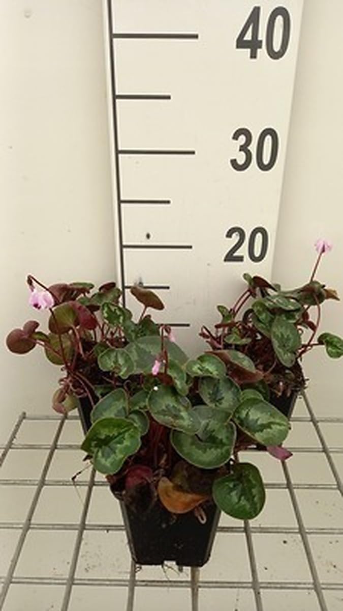 6x Violette des Alpes - Cyclamen coum | 9x9 cm pot