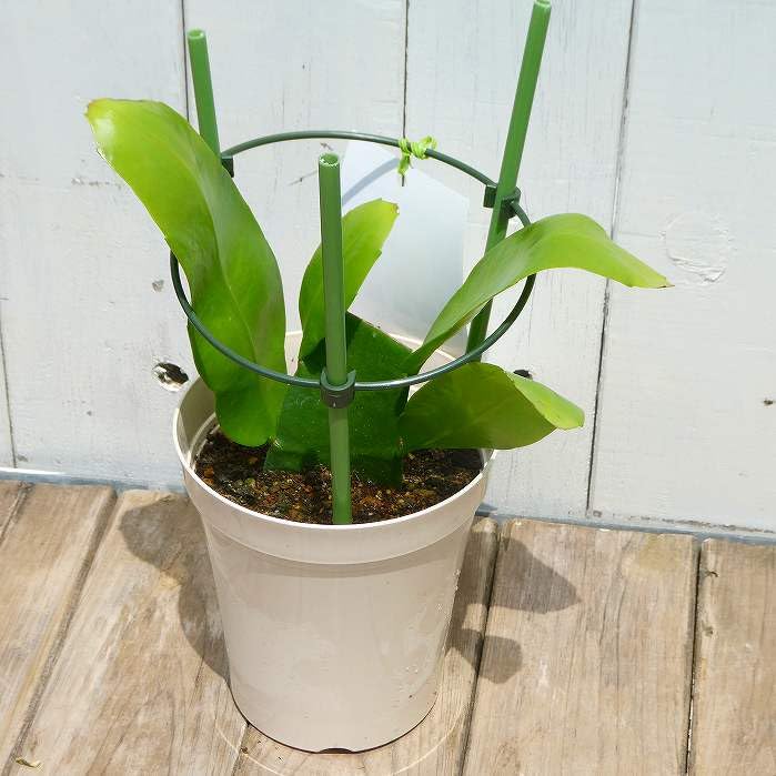 Amazon.co.jp: 月下美人 苗 4号鉢 孔雀サボテン 白花 多肉植物250722