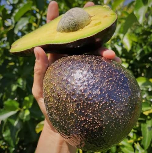 Image of Black Avocado Live Fruit Plant | Healthy Fresh Fruit Tree for Home Garden, Outdoor & Indoor Growing | Delicious Avocado Fruit Plant | Pack of 1 Live Plant