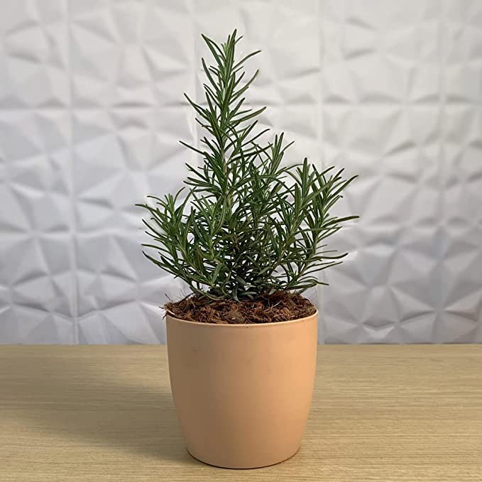 PlantaZee Rosemary Live Plant (Gulmehandi), Salvia Rosmarinus Herb Plant (B0CS6C773K) Amazon Price History, Amazon Price Tracker