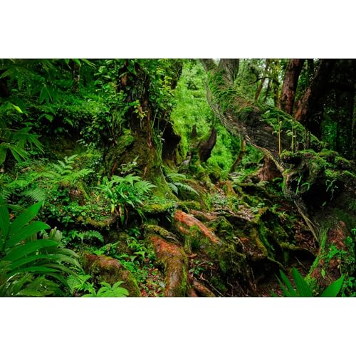 Image of Rainforest Reptile Tank Background Tropical Jungle Forest Fish Tank Background Giant Tree Roots Lush Ferns Moss Reptile Tank Backgrounds Jungle Trees Nature Reptile Enclosure Backgrounds 48x18in
