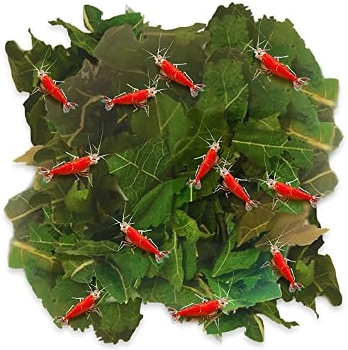 JOR Hojas secas de morera de camarón, 2 oz. Hoja de acondicionador de agua como fuente de alimento natural, promueve el crecimiento de biopelículas