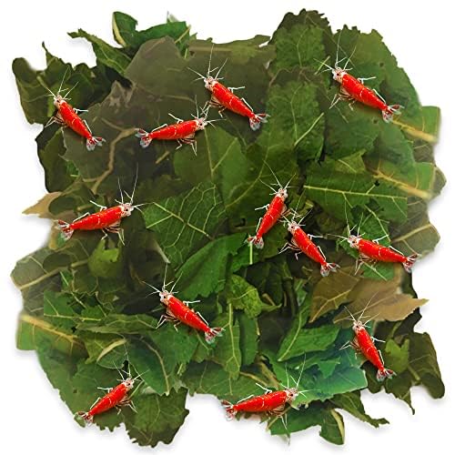 JOR Dried Shrimp Mulberry Leaves, 2 oz. Water Conditioner Leaf as Natural Food Source, Promotes Biofilm Growth & Induce Breeding in Aquatic Pets, Strengthen Exoskeleton & Reduces pH Levels