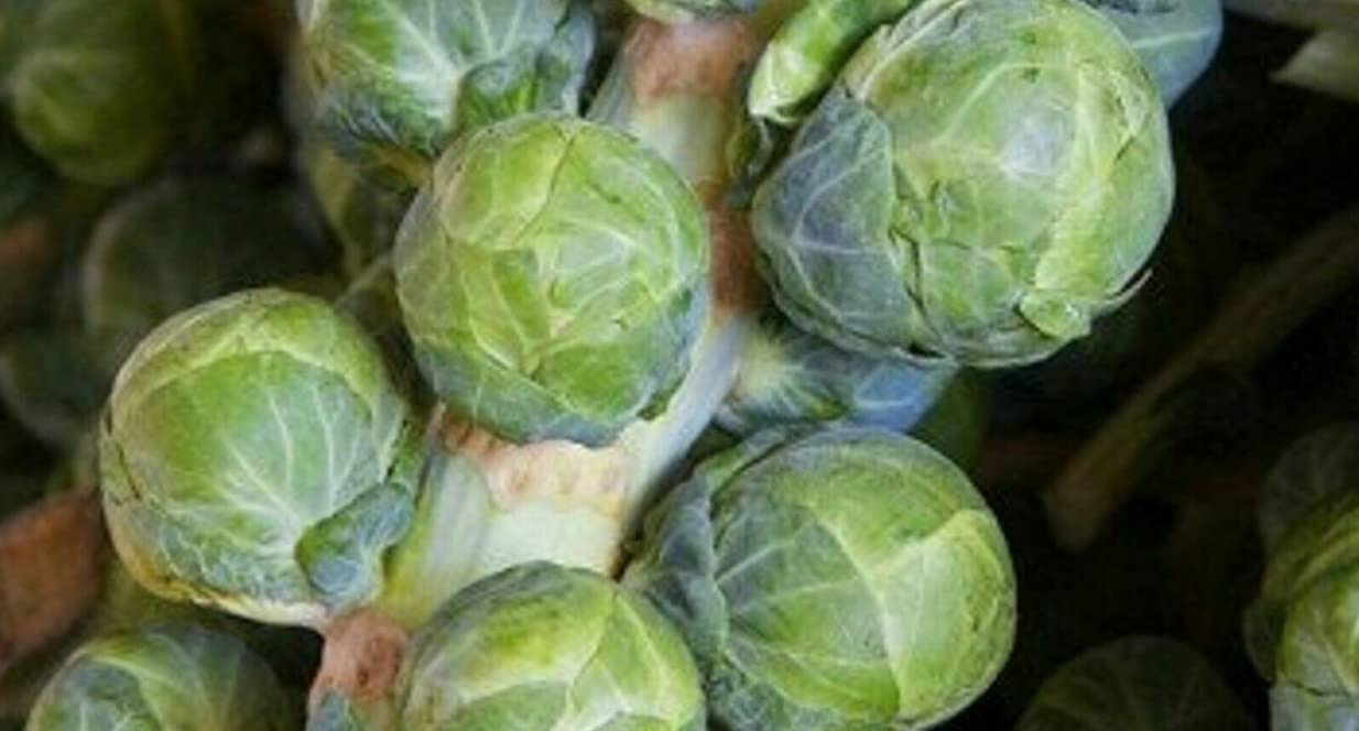 750 seeds of Vegetable Brussels Sprout Groninger Edible Edible