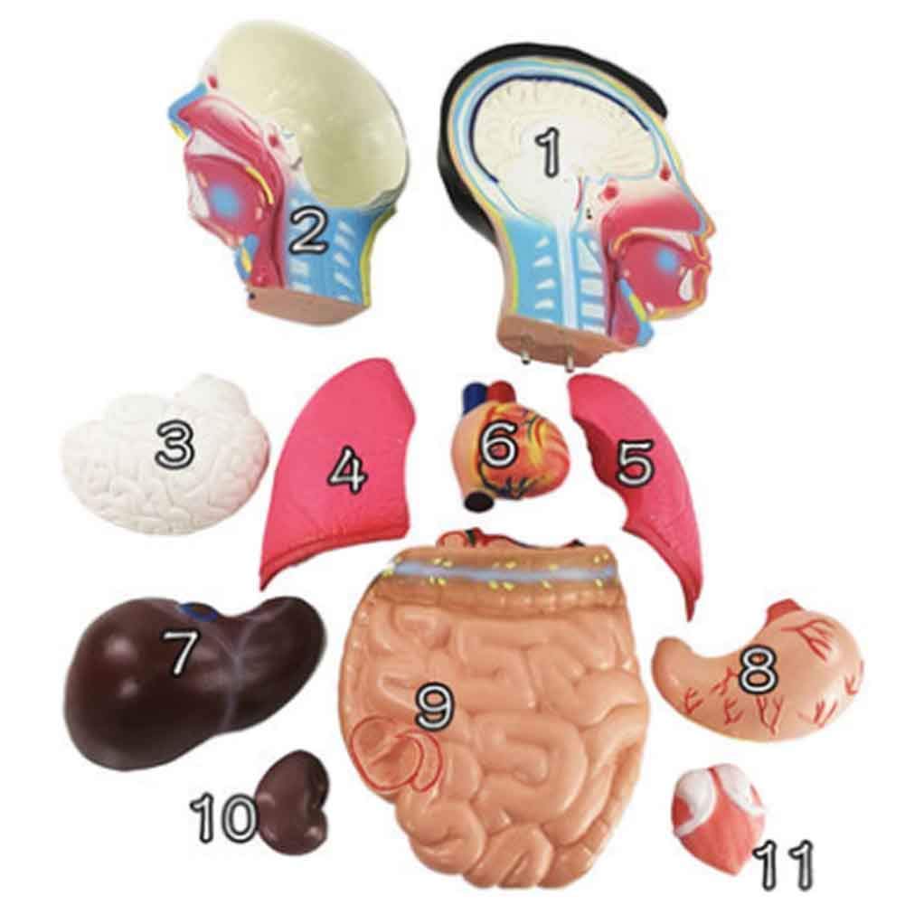 Model anatomiczny 12 części ludzki 85 cm tułów anatomia trzewna model medyczny półciało model tułowia dla biologii, medyczny materiał dydaktyczny model szkieletu