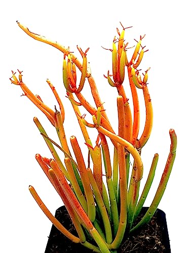 Euphorbia Tirucalli 4" Live Succulent Potted Plant(s) Fully Rooted -