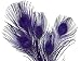 Bleached and Dyed Peacock Tail Feathers; Eggplant Peacock Feathers; 5 Pieces Per Pack