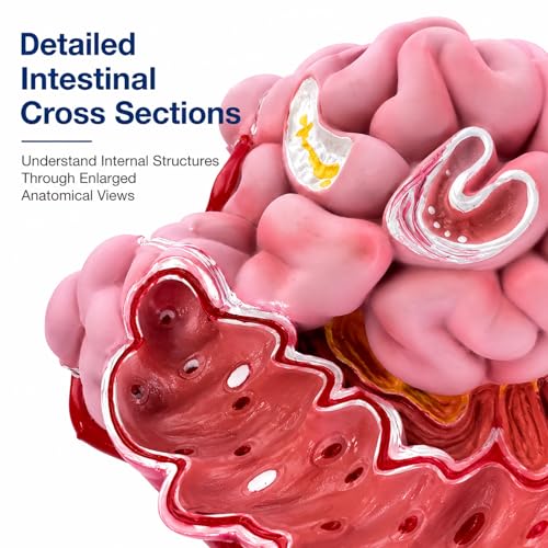 Image of Human Digestive System Model with Removable Stomach, GI-Tract and Colon, Includes Product Manual