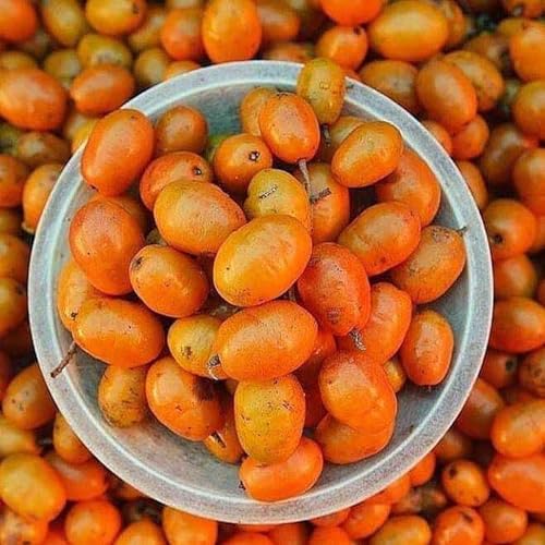 Muda de Seriguela Frutas Doces