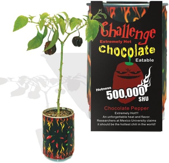 Very Hot Chocolate Habanero Pepper Growing Kit by Magic Plant - 3 Kits, All Inclusive Kit, Grow Your Own Peppers, 1 M to 1.5 M SHUs - Great for Indoor/Outdoor, Gift Idea