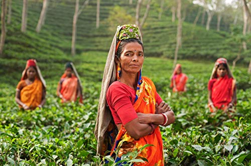 Image of Ketley Gold Assam Tea - Factory Direct, 1500g | Garden Fresh shipped within 48 Hours of Plucking from Katlicherra Tea Estate