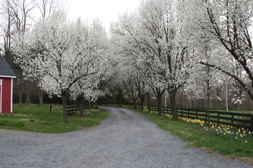 Graines D'Arbre De Poirier De Bradford Pyrus Calleryana (Poirier De Callery) Paquet De 100 Graines