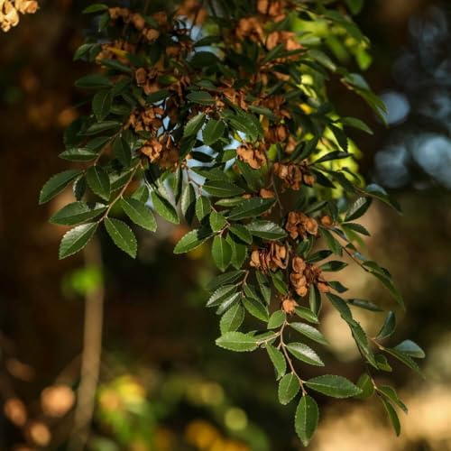 12 Chinese Elm Tree Seeds (Ulmus parvifolia)