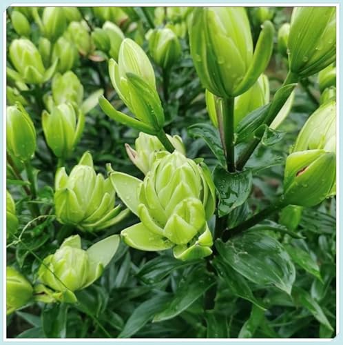 Giglio bulbi,piante erbacee perenni,Perfetto per le vacanze, profumato,da piantare in giardino,lilium candidum bulbi, lilium bulbi giganti(steli grandi,senza semi,non artificiali)-2bulbi-C