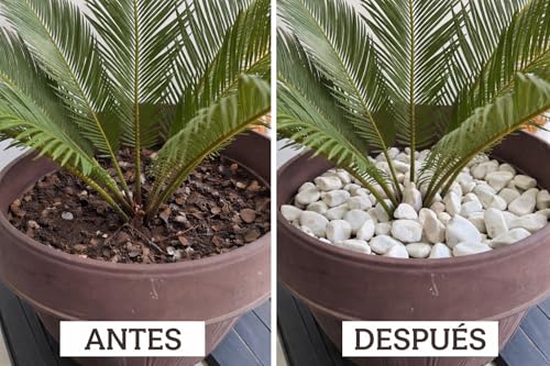 Lista de Piedras decorativas para jardin que puedes comprar esta semana. 15 Imagen adicional
