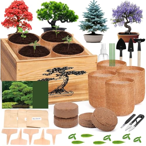 4 Pack Bonsai Tree Kit - 4 Seeds Growing Plant