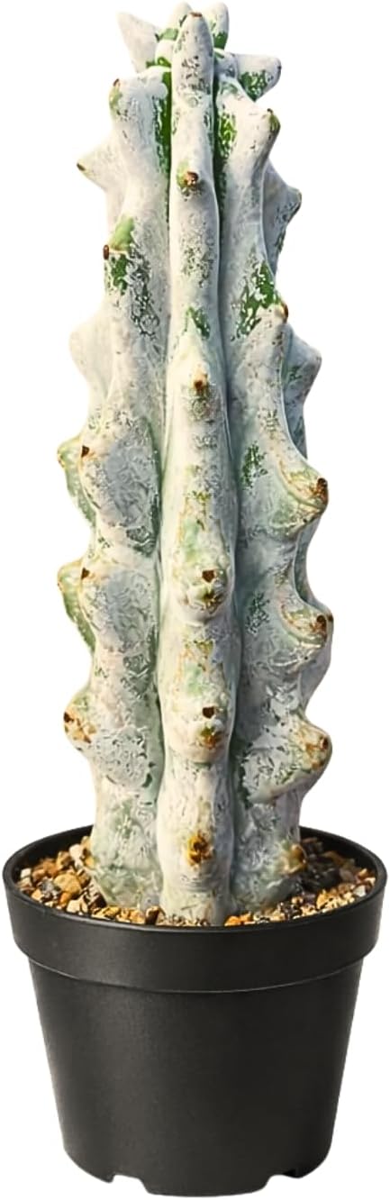 Stenocereus Beneckei Cactus – Rare Live Succulent Plant – 8"-10” Tall – Unique Columnar Cactus for Indoor & Outdoor Decor – Drought-Tolerant, Easy Care Live Plant