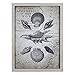 HomeRoots Multi 43% MDF 43% Wood 10% Paper 4% Metal Framed Vintage Sea Shell Wall Art