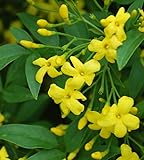 VIVAIO GARDEN FOREST