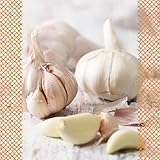  FLORTUS 2000-0360 XXL Winterpflanzknoblauch Messidrome (3 Stück) (Pflanzknoblauch)