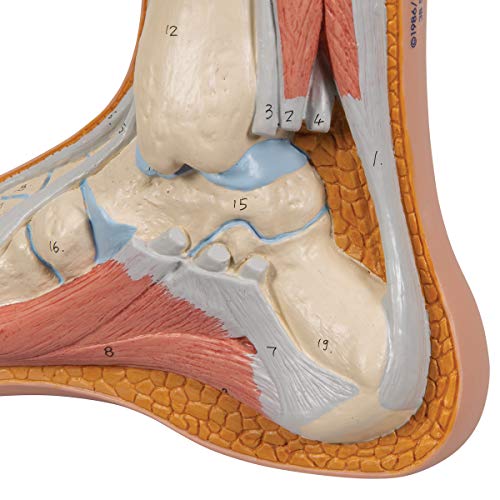 Image of 3B Scientific M30 Normal Foot - 3B Smart Anatomy