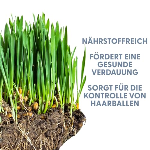 The Cat Ladies 2X Katzengras Samen - 2er Pack Katzen Gras Samen für Balkon oder Wohnung - 2er Set Katzengrassamen - Fress Gras für die Katze - Cat Grass Seed Set
