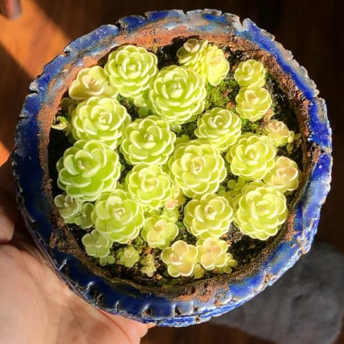 Semillas de plantas carnívoras de Butterwort, Planta de balcón, semillas resistentes. Semillas de plantas de butterwort, Pinguicula vulgaris, Las plantas de jardín son resistentes. 20pcs