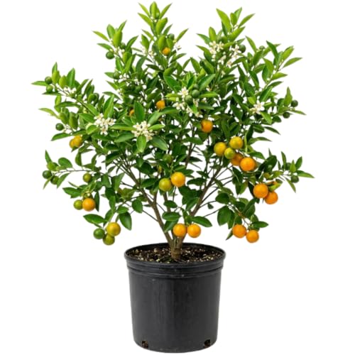 Calamansi Tree in 3 Gallon Pot Fruit Bearing Live Calamondin Citrus Fruit Plant Calamansi Kalamansi Tree for Planting Patio Garden