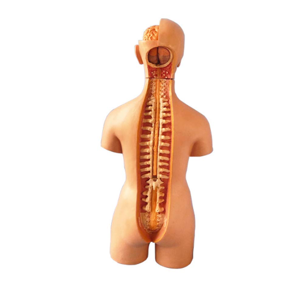 Unisex Human Anatomy Torso Body Model 55Cm / 21Zoll Removable Medizinische Lehre innere Organe 19 Teile