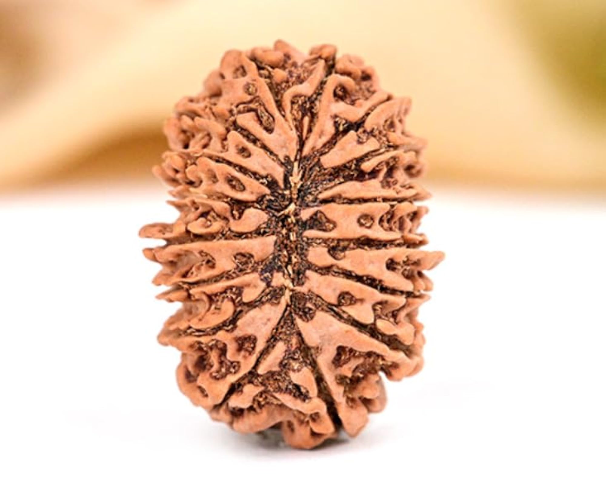 Sixteen Face Rudraksha Bead with Lab Certificate, Original