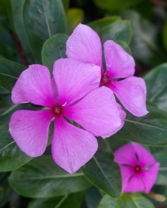 Image of Live Sadhabahar Plant with Plastic Bag | Evergreen Flowering Periwinkle Plant with White & Pink Blooms | Sadabaahar Flower Plant for Home Garden Balcony Outdoor