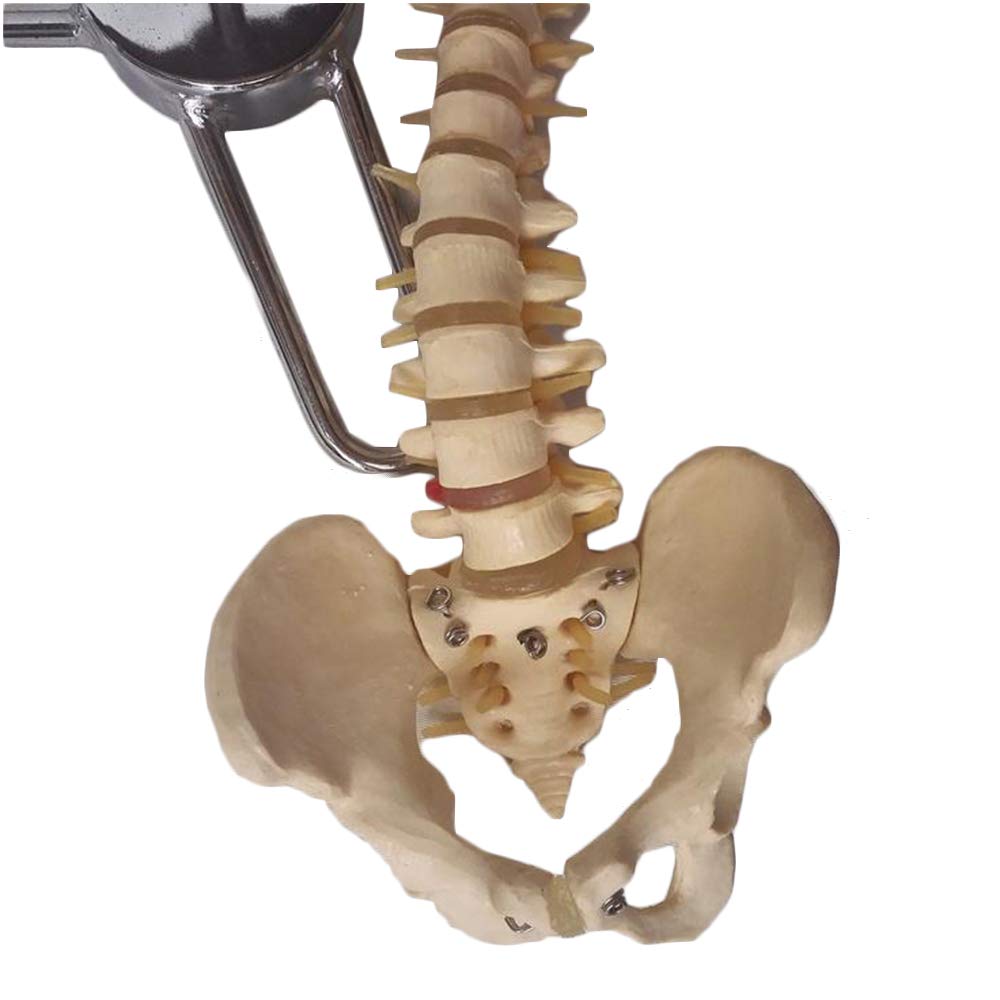 sjdoPulse Human Spine Model - Advanced Human Spine Model for Cervical Vertebra & Spine Teaching - Medical Anatomical Human Spine Model with Pelvis - for Teaching Training