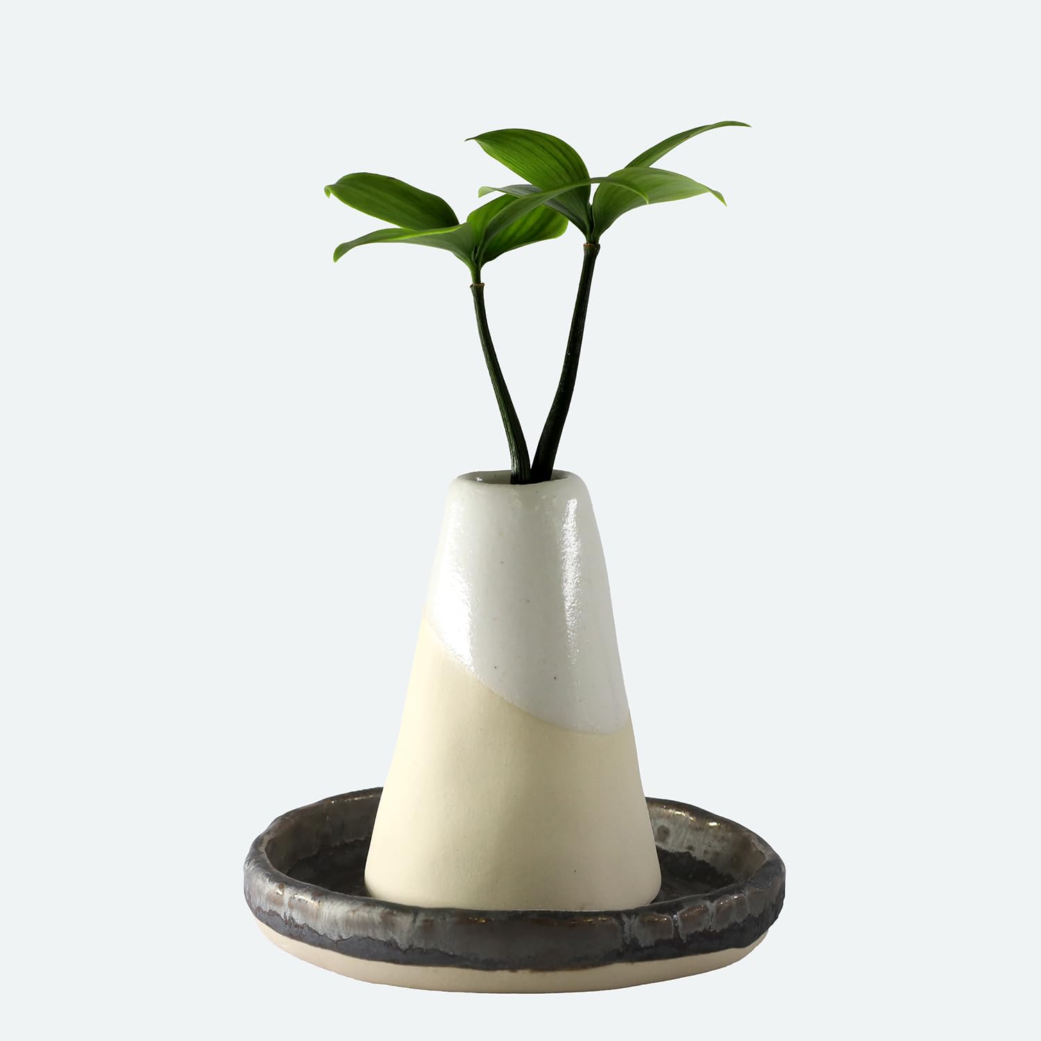 Amazon｜【大和盆景】日本古来の植物 「良縁を結ぶご神木 梛(なぎ)の木