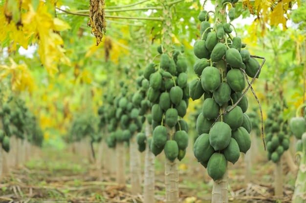Image of 300 Seeds, Desi papaya seeds for planting, Germination tested