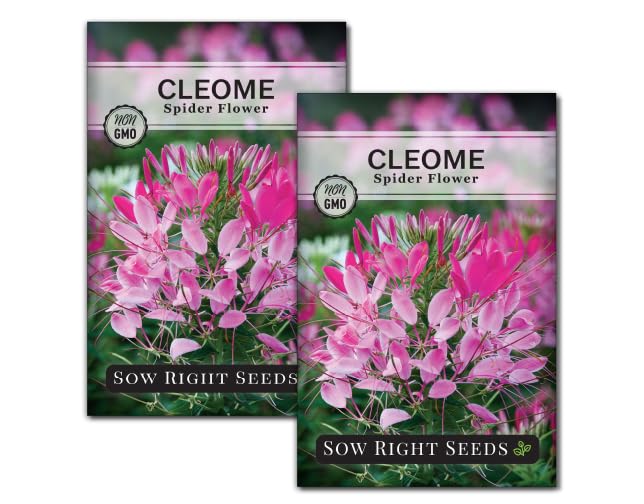 Sow Right Seeds - Spider Blend Cleome Seeds for Planting Outdoors - Non-GMO Heirloom Variety - Easy and Fast to Grow - Annual Flower for Vibrant Gardens - Ideal for Butterfly Attracting (2)