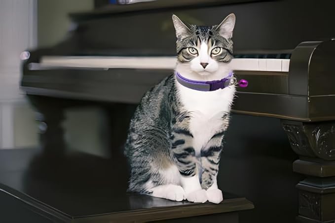 Collar para Gato con Campana y Correa Set, Reflectivo Ajustable XS miniatura 2