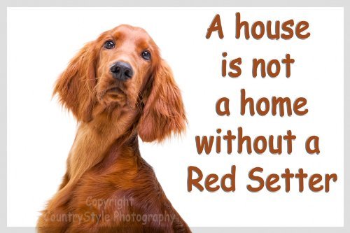 Red Setter/Irish Setter Fridge Magnet Gift - A House is not A Home