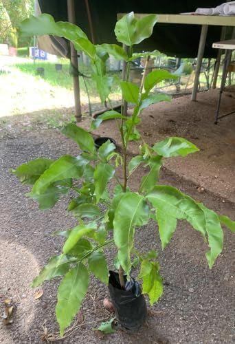 Spanish Lime Live Fruit Tree (Ginepa Limoncillo Mamoncillo (melicoccus Bijugatus) quenepa Plant (10”-24”)