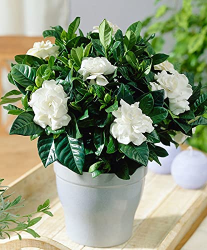 See full amazon price history chart for Grun Jasmine Live Flower Plant Indoor/Outdoor Grun Jasmine Live Flower Plant Indoor/Outdoor (B093WTKZGR) Amazon Price History, Amazon Price Tracker