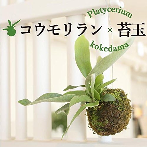 限定製作 超特大苔玉 ビカクシダ アルシコルネ アフリカ 美株 コウモリラン フラワー ガーデン Xamera Se