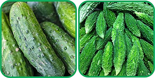Image of Aero Seeds Bitter Gourd (30 Seeds) And Cucumber (30 Seeds) Vegetable Seeds Pack