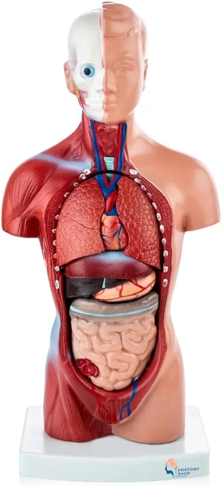 Myaskro - Mini Human Torso Model With 15 Removable Parts | Made Up