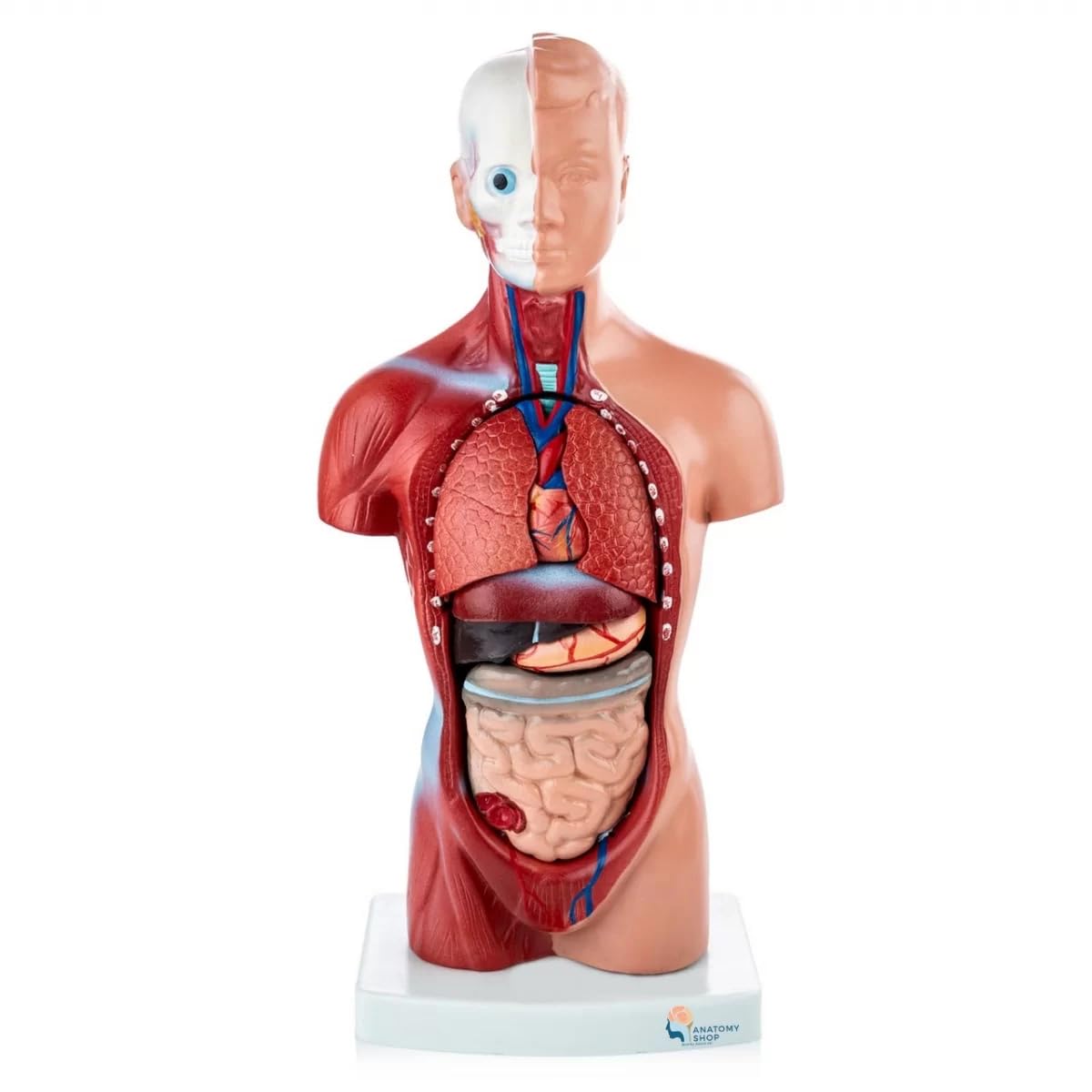 Myaskro - Mini Human Torso Model With 15 Removable Parts | Made Up Of Unbreakable PVC Plastic | Master Human Anatomy With This Premium Anatomical Torso Model (B0CKRZTV6X) Amazon Price History, Amazon Price Tracker