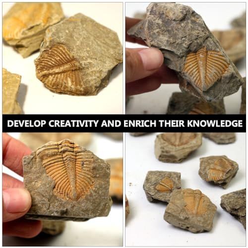 Image of iplusmile Trilobite Specimen Model 1.96X1.77X0.59In Paleontology Science Education Toy for Kids Table Ornament and Home Display