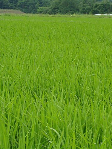 新米 令和７年度産 特別栽培米 おぼろづき (白米) 10kg 上川郡東川町 【生産者 佐竹 国弘さん】 （節減対象農薬 8割減 化