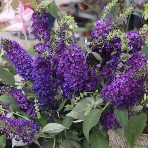 Semi di arbusto farfalle, Buddleja davidii, decorazione floreale da balcone semi selvatici arbusti a crescita rapida come per gli ospiti recisi 600pcs