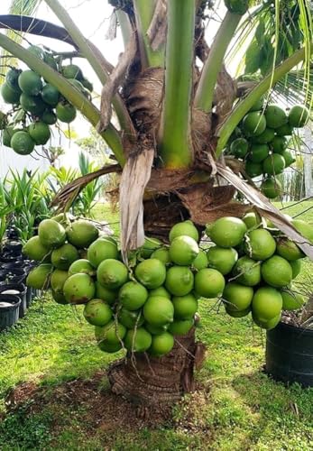 Image of Ganga Bondam Coconut Tree Plant Hybrid Rare Healthy Live Plant For Home Garden Plant Height 1.5-2.5 Feet Size Dwarf Green Yellow (fruit After 2-3 Years)