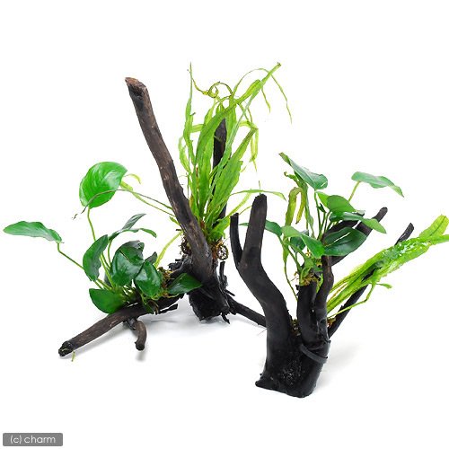 Amazon.co.jp: （水草）アヌビアスナナ＆おまかせミクロソリウム 枝状